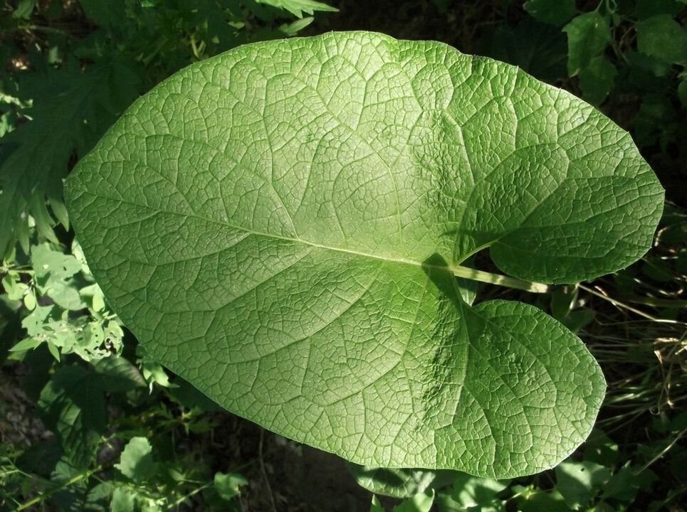 burdock for the treatment of osteoarthritis of the knee